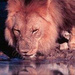Four Day Classic Etosha Tour from Windhoek, Windhoek, from Viator.com