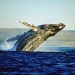 Hermanus with seasonal Whale Watching, Cape Town, from Viator.com