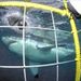 Scuba Dive or Snorkel with Great White Sharks, Cape Town, from Viator.com