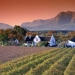 Wine Tour to Stellenbosch, Franschhoek and Paarl Valley
