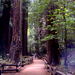 San Francisco Supersaver: Muir Woods and Wine Country Tour