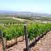 San Francisco Wine Lovers Minivan Tour
