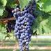 Afternoon Chianti Wine Tasting in Florence
