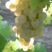 Chianti Region with Wine Tasting Afternoon Tuscany Tour from Florence
