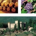 Private Afternoon Tuscany Tour to the Chianti Region with Wine Tasting and Dinner from Florence
