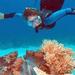 Silversonic Dive and Snorkel Cruise to Agincourt Ribbon Reef from Port Douglas, Port Douglas, from Viator.com