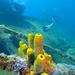 Happy Hour Snorkel Sail in Aruba, Oranjestad, from Viator.com