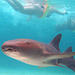 20% Off Marinarium Shark and Ray Experience