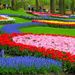 Tulip Flowerfields and Keukenhof Garden Tour from Amsterdam
