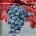 Deluxe California Wine Country Tour
