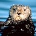 Monterey, Carmel and The 17-Mile Drive
