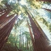 Muir Woods, Giant Redwoods and Sausalito
