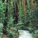 Muir Woods, Giant Redwoods and Sausalito, plus Bay Cruise, San Francisco, from Viator.com