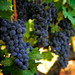 20% Off Napa and Sonoma Wine Country Tour 
