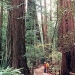 Winchester Mystery House plus Giant Redwoods Tour
