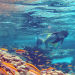 Catamaran Cruise with Snorkeling, Charlestown, from Viator.com