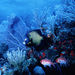 Deep Sea Adventure Dives off Nevis, Charlestown, from Viator.com