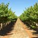 Barossa Valley Small Group Wine Tour from Adelaide