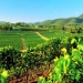 Historic Hunter Valley Vintage Luxury Small Group Tour
