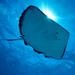 20% Off Grand Cayman Shore Excursion: Stingray City Dive