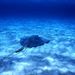 Grand Cayman Stingray City Afternoon Catamaran Sail, Georgetown, from Viator.com