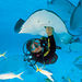 Grand Cayman Stingray City Dive, Georgetown, from Viator.com