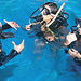 Learn to Dive - Beginner Resort Scuba Course
