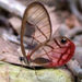 Ecotour: Gamboa Aerial Train, Tower and Exhibition, Panama City, from Viator.com