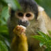 25% Off Gatun Lake and Monkey Island Sightseeing Cruise