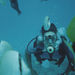 Fun Dive at Koko Marina