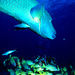 Bora Bora Glass Bottom Boat Excursion, Bora Bora, from Viator.com