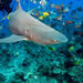 Bora Bora Shark and Ray Feeding Excursion
