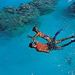 Bora Bora Sharkfeeding, Lagoonarium and Picnic
