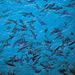 Moorea Motu Excursion with Shark and Ray Feeding
