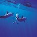 Moorea Wild Dolphin Watch
