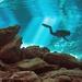 Mexican Greatest Dive Package
