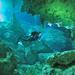 Mexican Cenote Diving Excursion