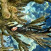 PADI Discover Scuba Diving Playa Del Carmen