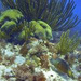 Cozumel Diving or Snorkeling from Playa del Carmen