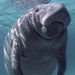 Swim with Manatees at Crystal River plus Airboat Adventure
