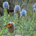 Half Day Fauna and Flora Tour to Cais do Sardinha - Birdwatching and Hiking
