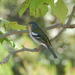 20% Off Half Day Fauna and Flora Tour to Laurel Forest - Birdwatching and Hiking