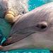 Swim with Dolphins at Puerto Aventuras, Riviera Maya