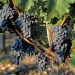 Wine Tasting at Chateaux and Terroirs - The Great Bordeaux Vineyards
