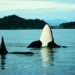 Vancouver Whale Watching Safari
