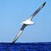 Albatross Encounter in Kaikoura Tour from Christchurch, Christchurch, from Viator.com