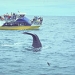 Kaikoura Whale Watch with TranzCoastal Train from Christchurch
