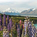 South Island Four Day Great Southern Circle Tour, Christchurch, from Viator.com