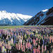 South Island Three Day Great Southern Circle Tour
