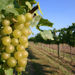 Waipara Wine Trail from Christchurch
